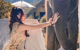 3 Pok Maewang Jinxiang Gold Elephant Park